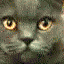 a_CatGlare Discord Emoji