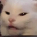 catwhat