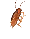 Roachtime Roachtime