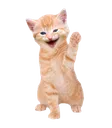 catWave catWave