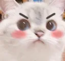 catSadblush Discord Emoji