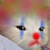Cat Clown catclown Discord Emoji