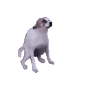 dancedog