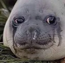 SadSeal