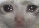 Sad_Cat