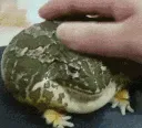 dr_memefroge
