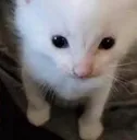 catHerbert