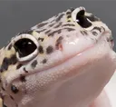 Geckopolite