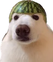 Waf