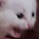 Catscreaming catScreaming Discord Emoji