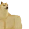 Doge_2