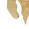 Doge_3