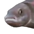 PauseFish