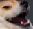doggolaugh