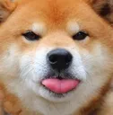 TDK_DogeFrickYouUwU TDK_DogeFrickYouUwU