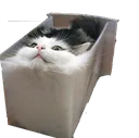 catliquid Discord Emoji