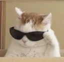 cat_coolcat
