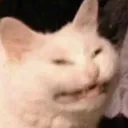 cat_ree