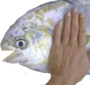 fishpat Discord emoji