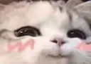 rllyhappycat