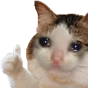 sadcatthumbsup sadcatthumbsup