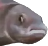 PauseFishR