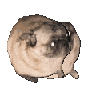 pugdance