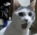 pogCat