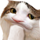 cat_thonk Discord emoji