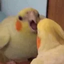 ang_bird