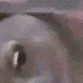 bigpog2