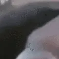 bigpog1