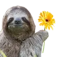 slothFlower