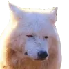 NotKek