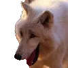 RWWolfKek2