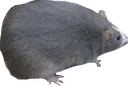 rat rat