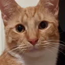 Eddie