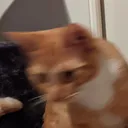 EddieZoom1