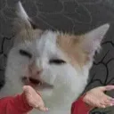 hnsCatWhat2OwO