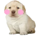 lemiredogflushed lemiredogflushed