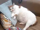sadcat
