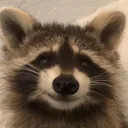 raccoonSmirk