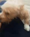 corrindoggo