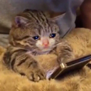 sadcat Discord emoji