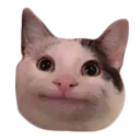 SW_CatMeh SW_CatMeh