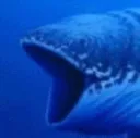 whalepog
