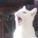 ACatSing Discord Emoji