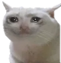 Crycat crycat Discord Emoji