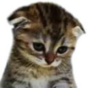MichiSad MichiSad