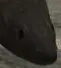 rat rat